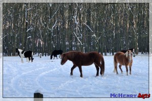 6742261499_3583cca79f_o